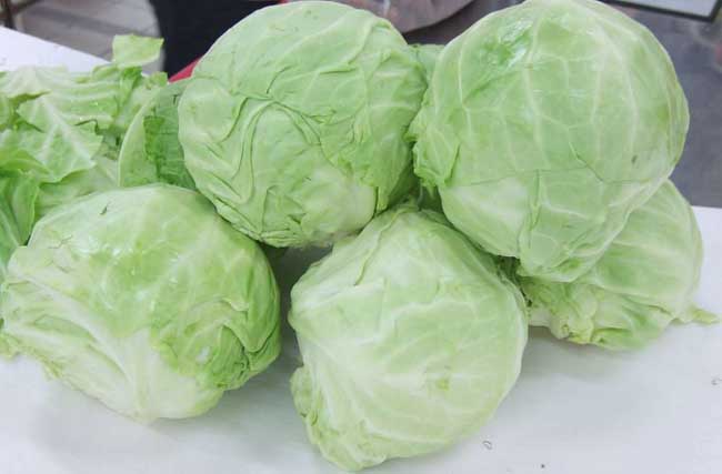 卷心菜种植技术